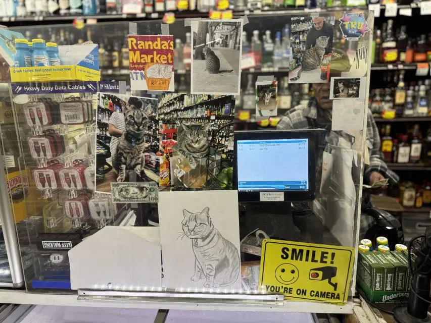 مردی که پشت یک نمایشگر شیشه‌ای پر از تصاویر گربه‌ها ایستاده است.